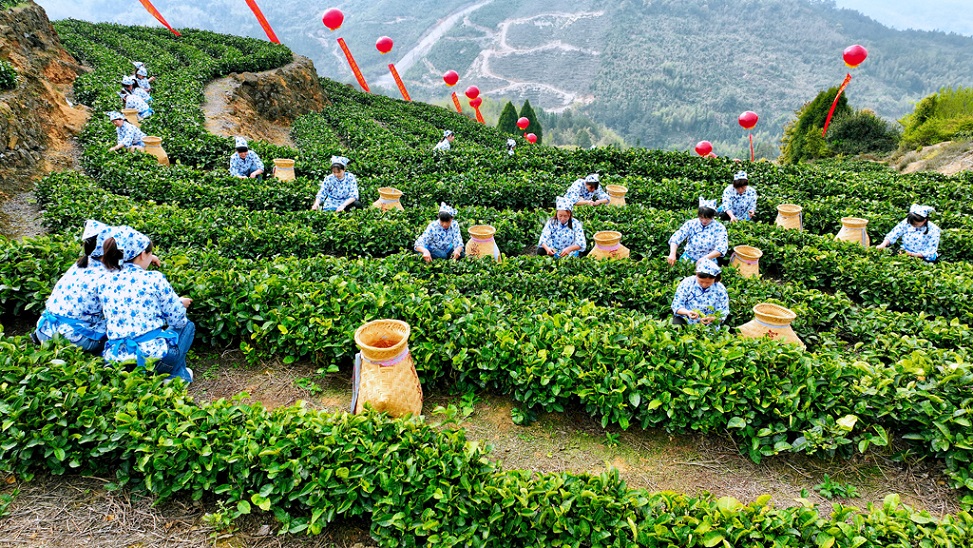 组图丨福建永春佛手 开茶咯!