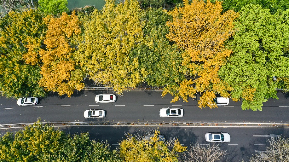 福州奇景：春风吹闽江 落叶满榕城